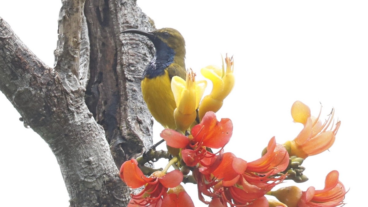 Sahul Sunbird - ML642003346