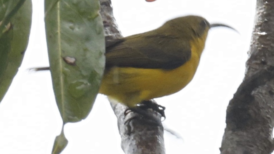 Sahul Sunbird - ML642003347