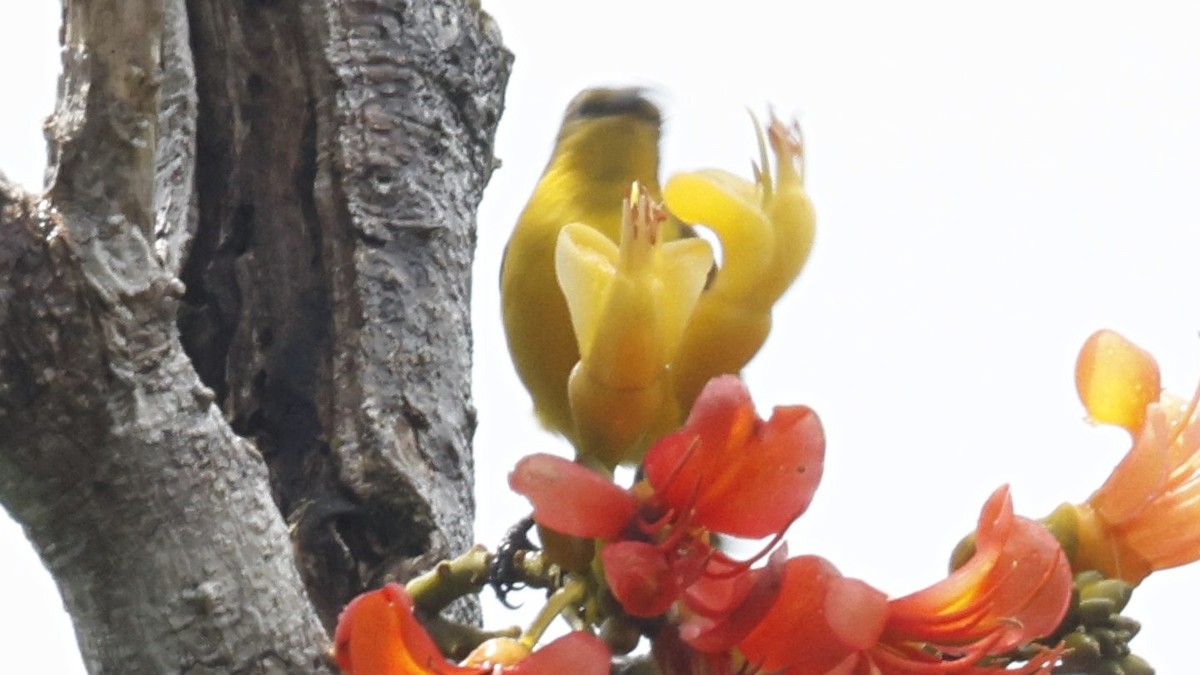 Sahul Sunbird - ML642003349