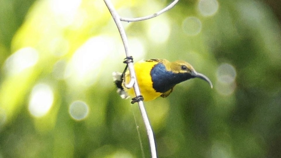 Sahul Sunbird - ML642003350