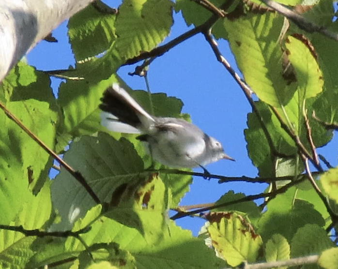 Blue-gray Gnatcatcher - ML642003370