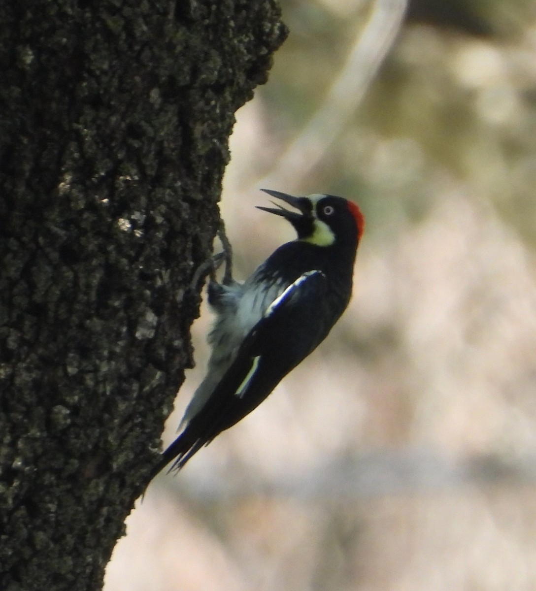 Acorn Woodpecker - ML642003373