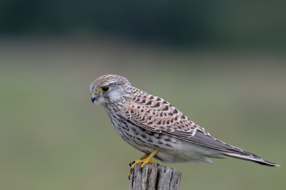 Eurasian Kestrel - ML642003378