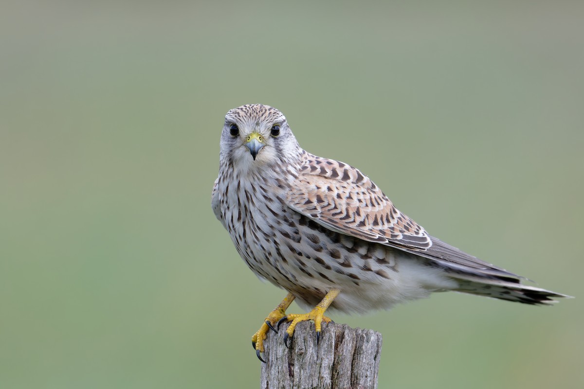 Eurasian Kestrel - ML642003380