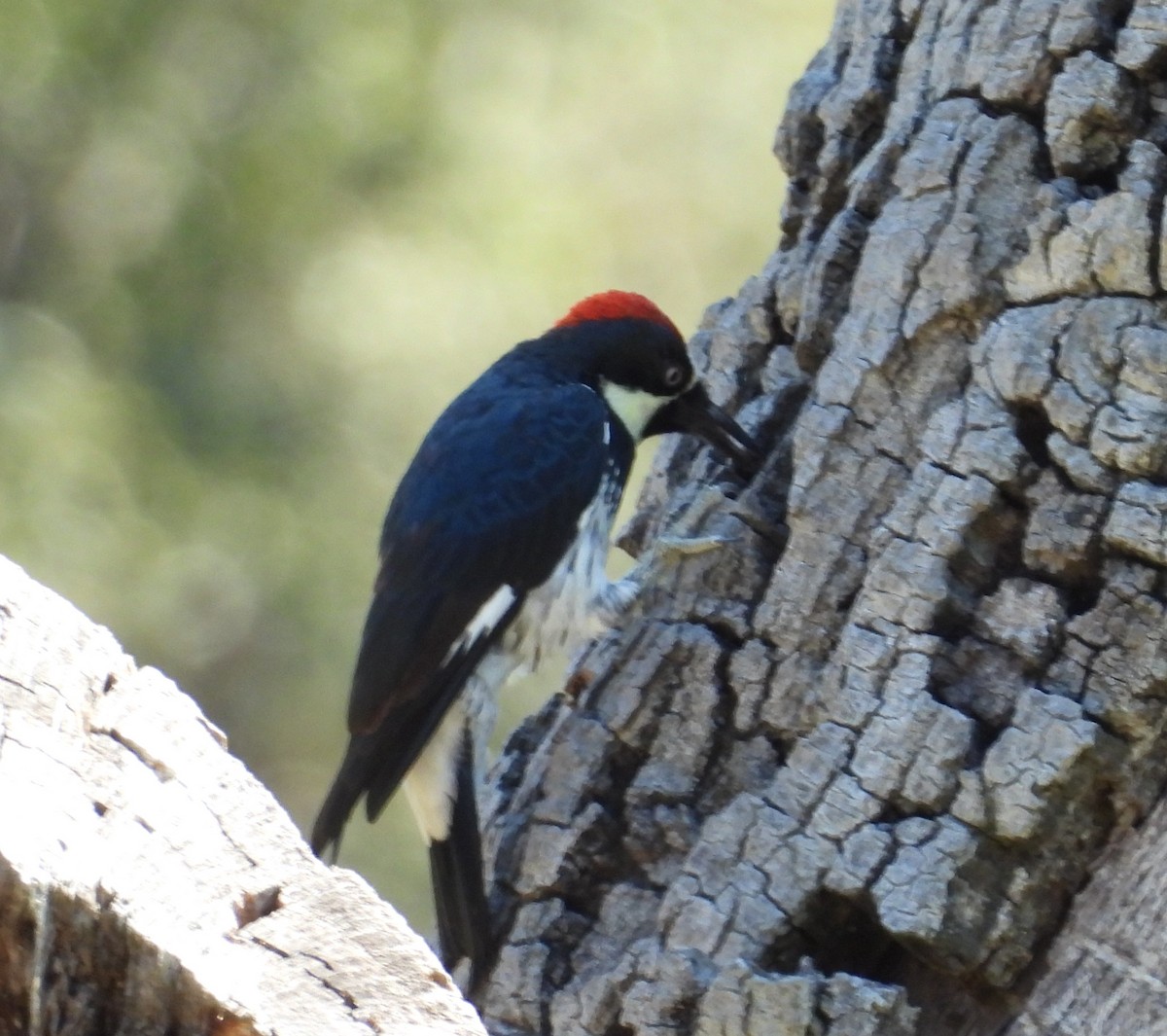 Acorn Woodpecker - ML642003381