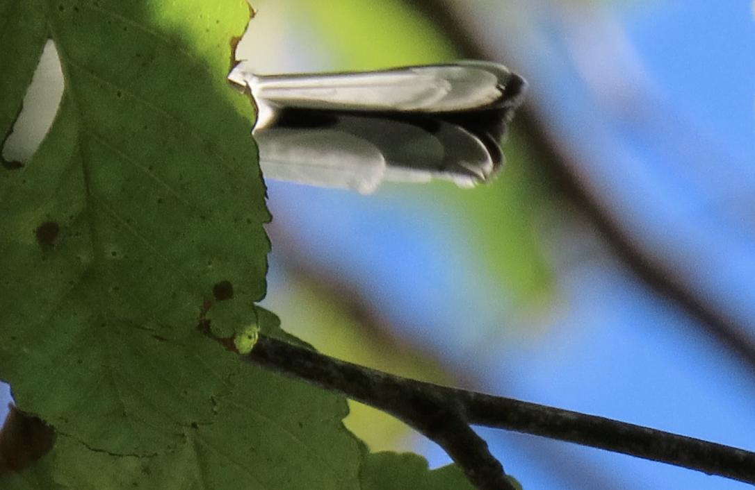 Blue-gray Gnatcatcher - ML642003382