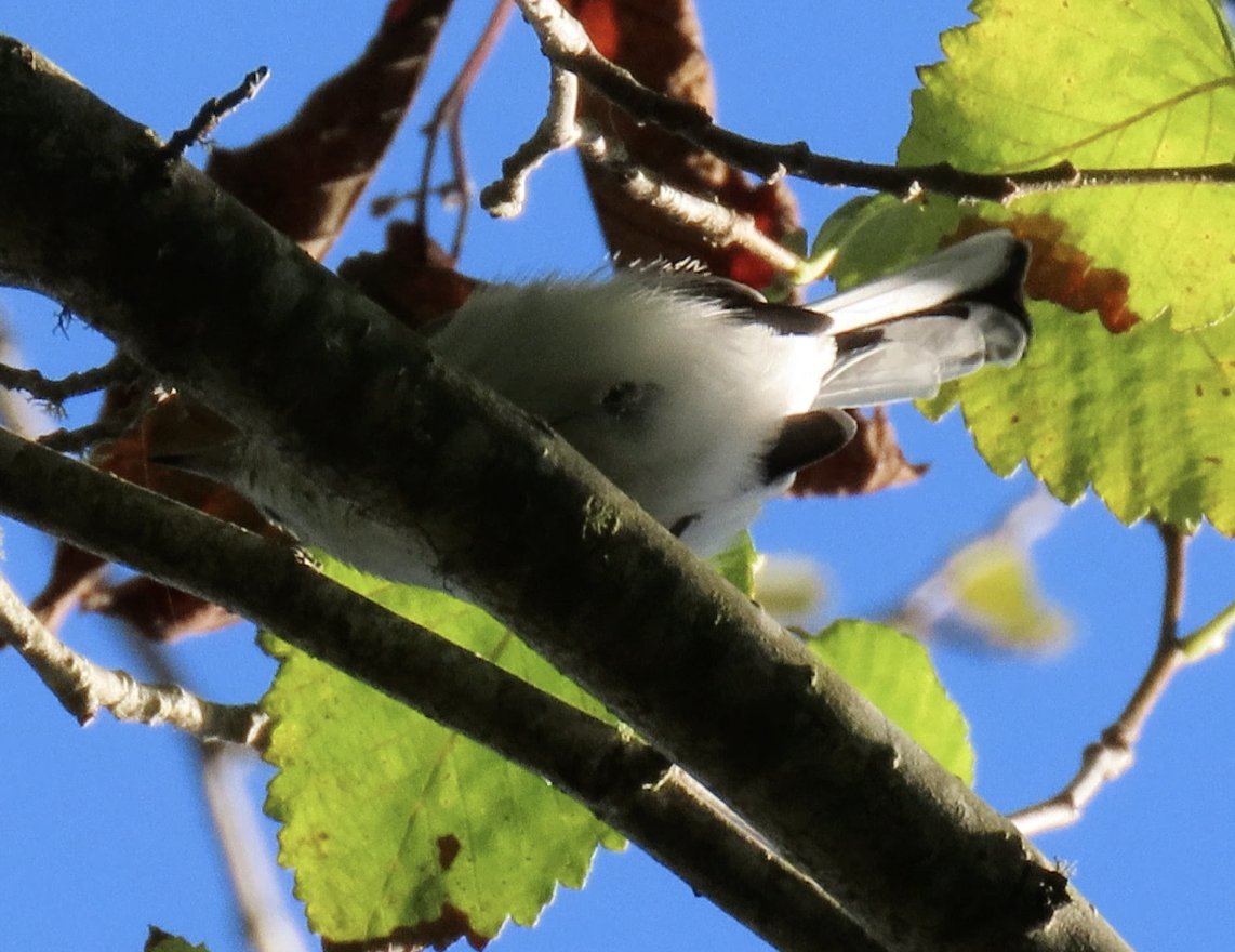 Blue-gray Gnatcatcher - ML642003383