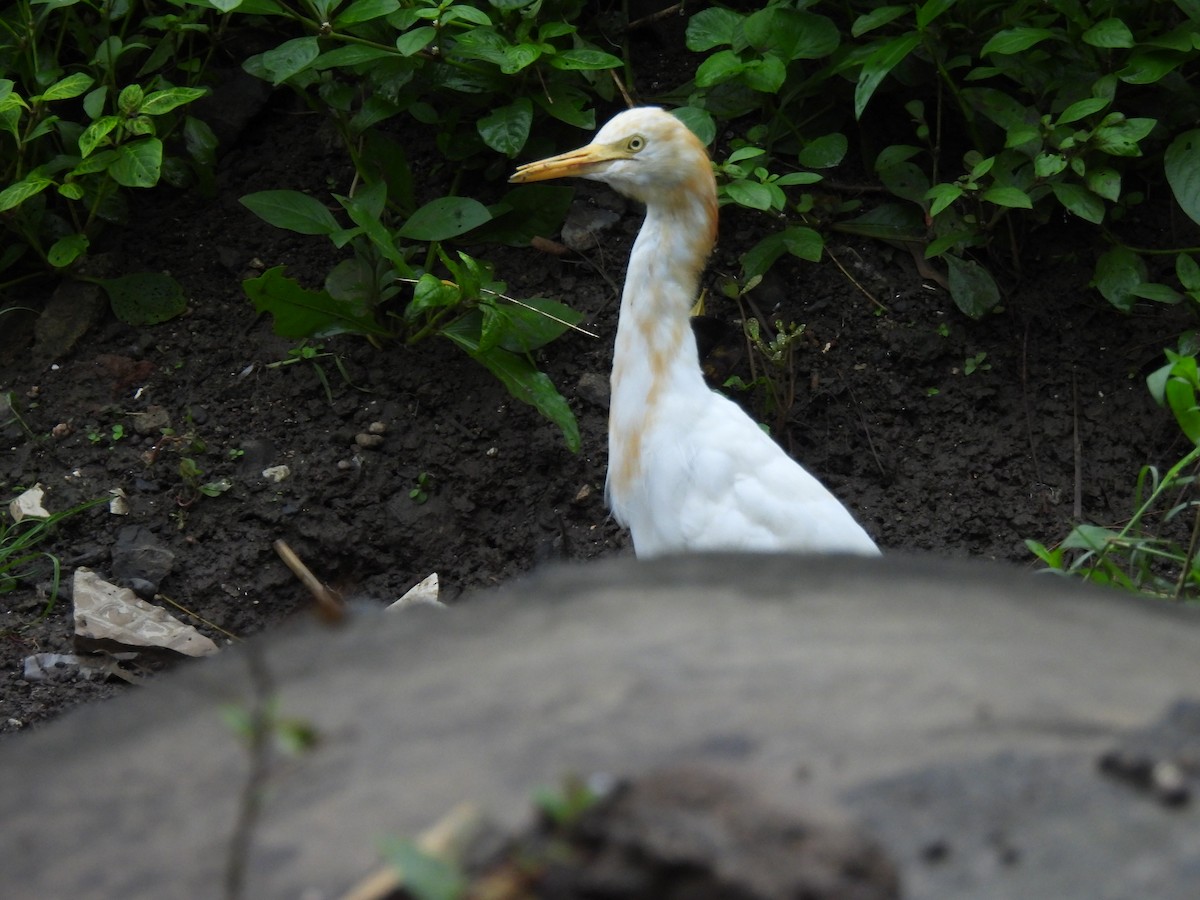 Eastern Cattle-Egret - ML642003384