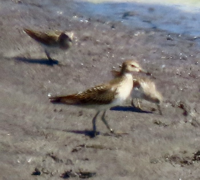 Pectoral Sandpiper - ML642003385