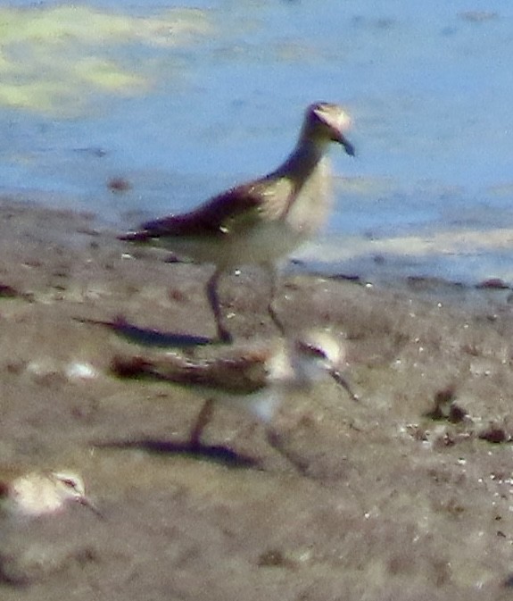 Pectoral Sandpiper - ML642003386