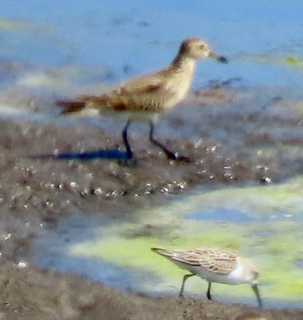 Pectoral Sandpiper - ML642003387