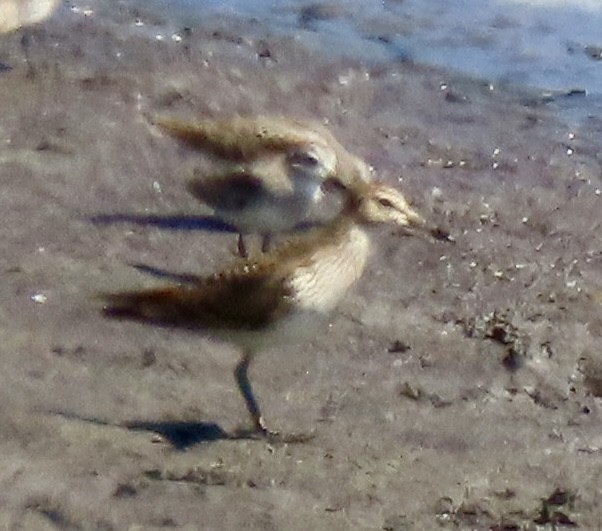 Pectoral Sandpiper - ML642003388