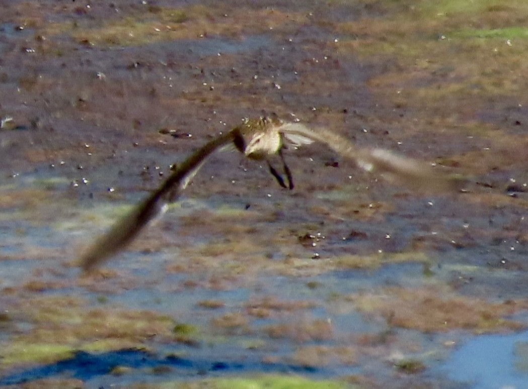 Pectoral Sandpiper - ML642003389