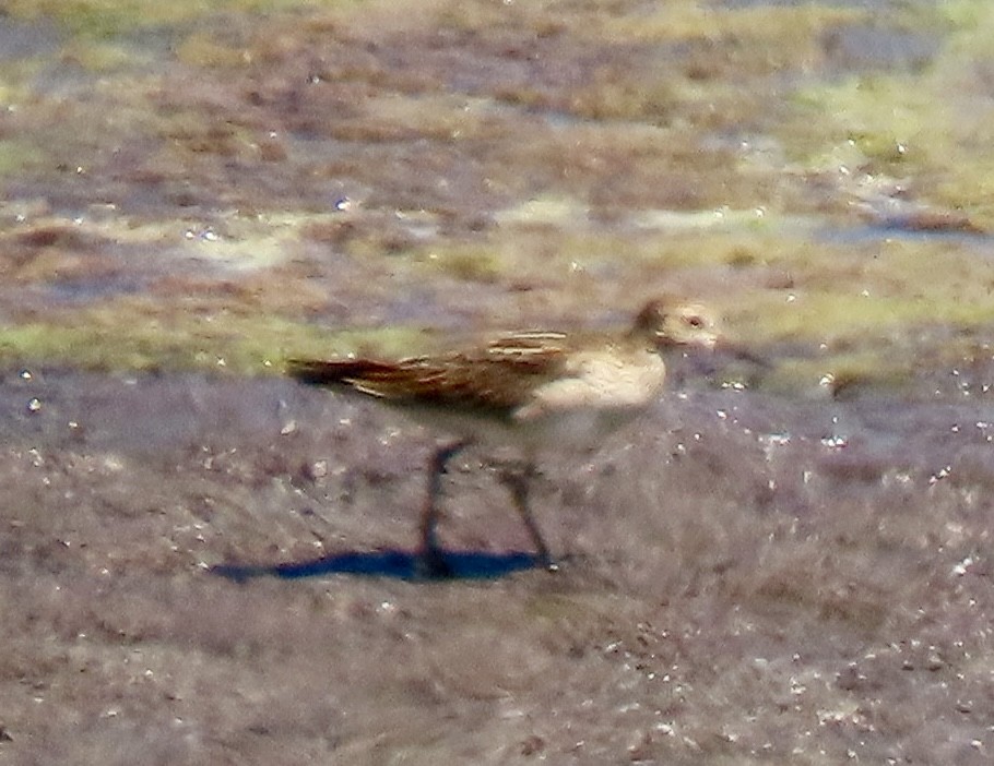 Pectoral Sandpiper - ML642003390
