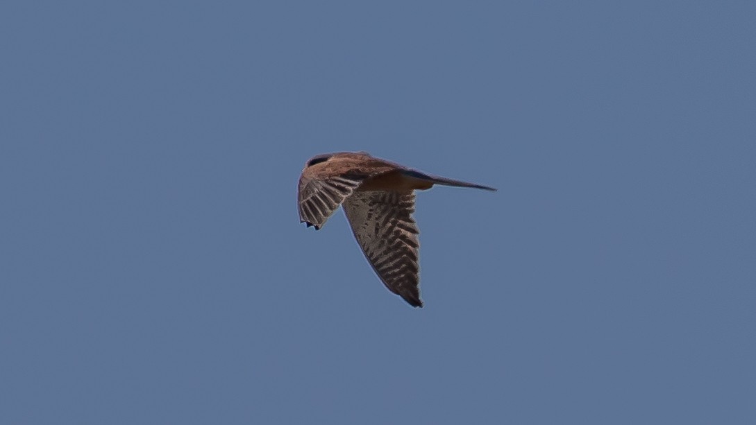 Eurasian Kestrel - ML642003394