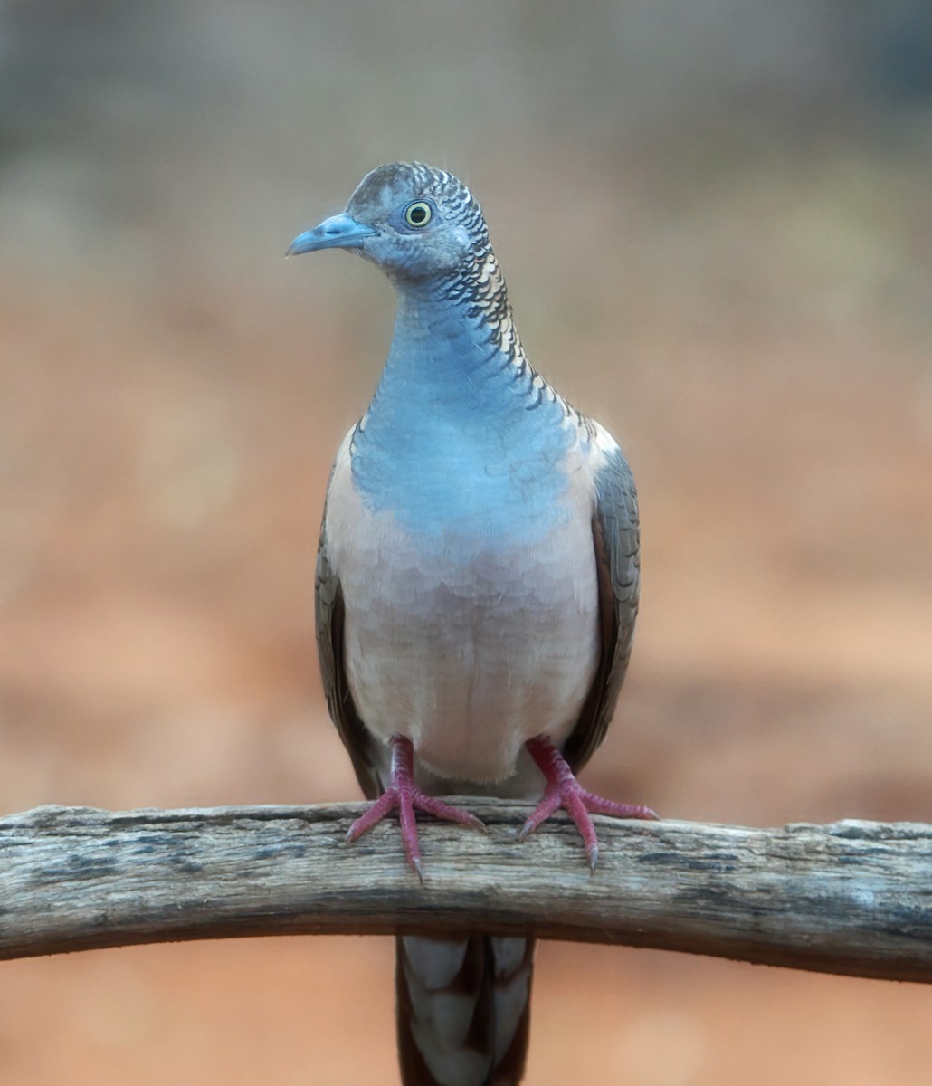Bar-shouldered Dove - ML642003396