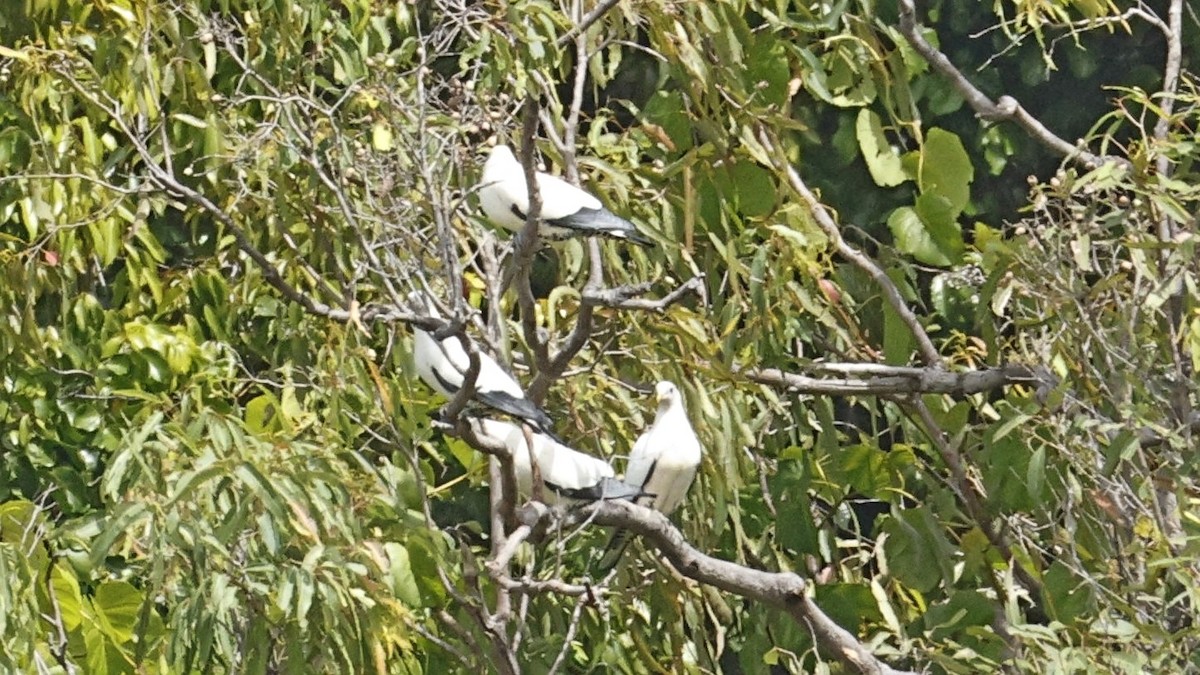 Torresian Imperial-Pigeon - ML642003397