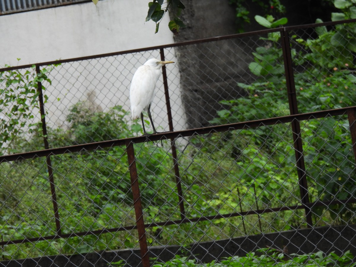 Eastern Cattle-Egret - ML642003399