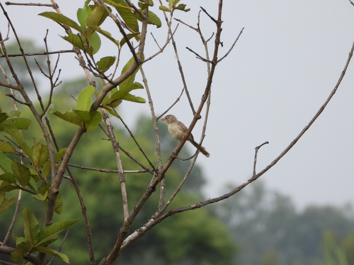 Delicate Prinia - ML642003402