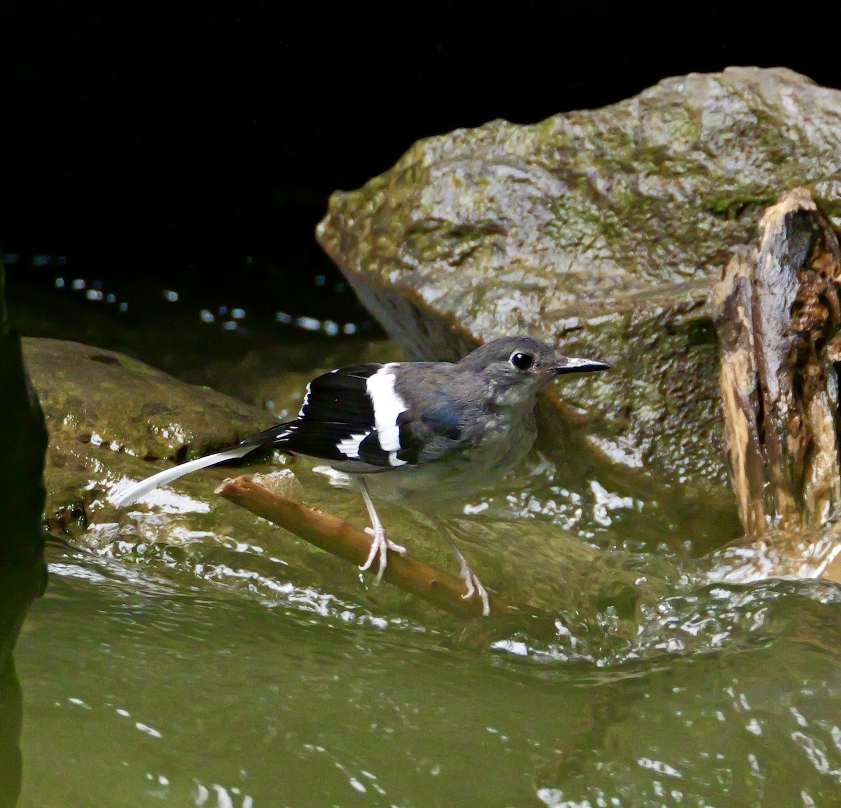 Slaty-backed Forktail - ML642003405