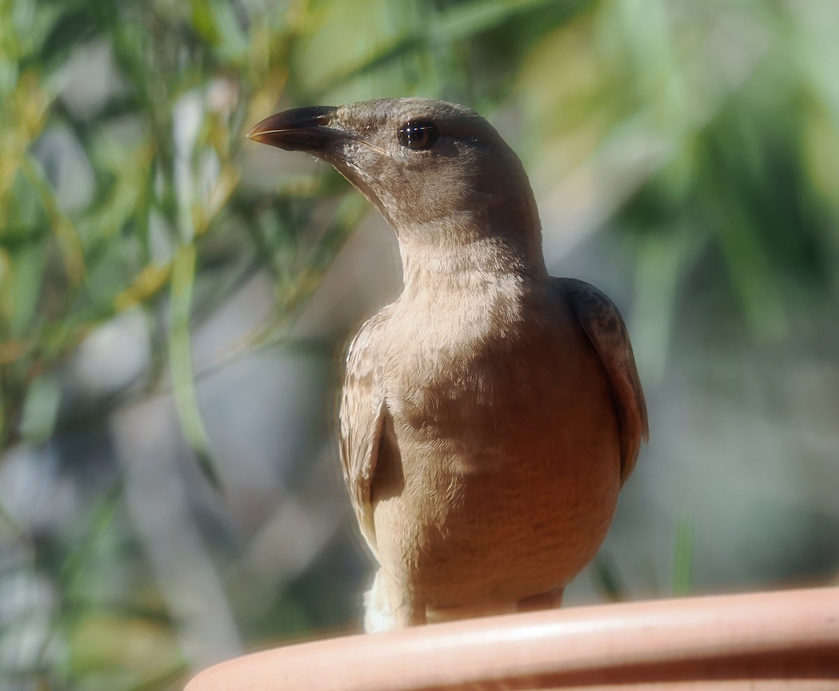 Great Bowerbird - ML642003414