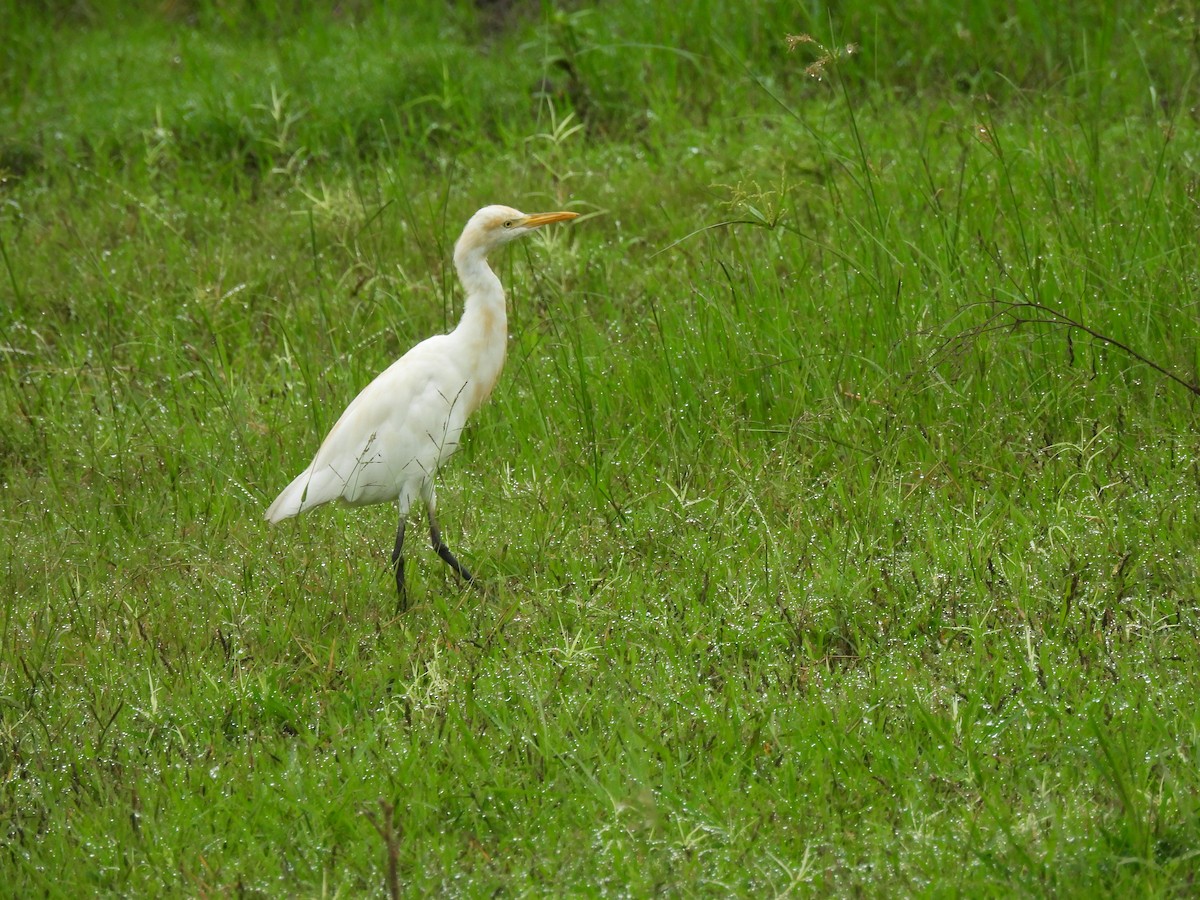 Eastern Cattle-Egret - ML642003415
