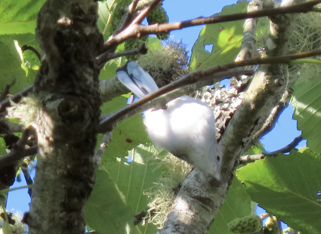 Blue-gray Gnatcatcher - ML642003416