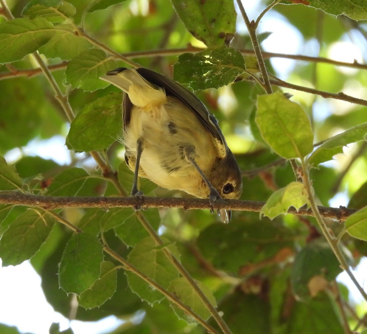 Hutton's Vireo - ML642003417