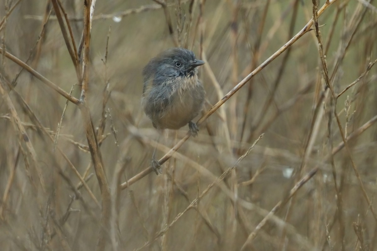 Wrentit - ML642003418