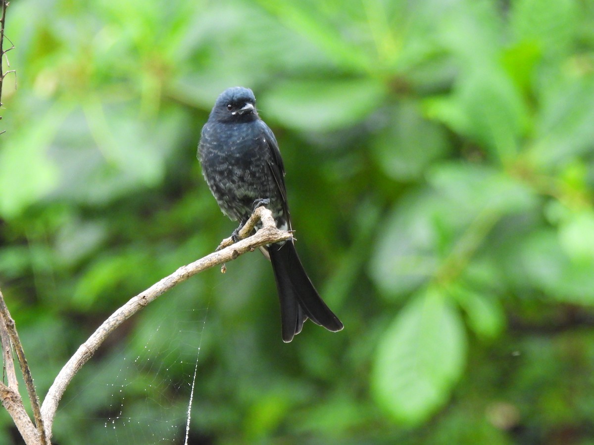 drongo černý - ML642003429