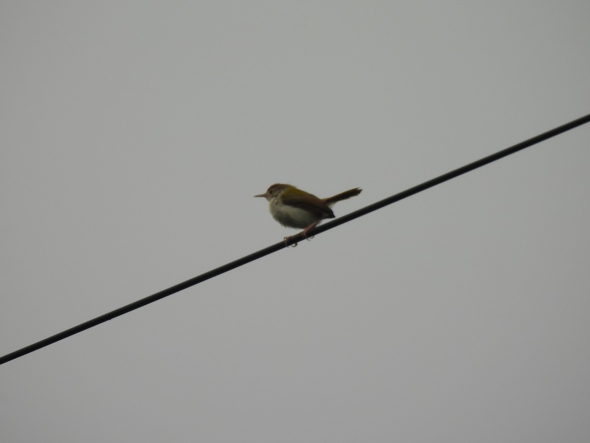 Common Tailorbird - ML642003440