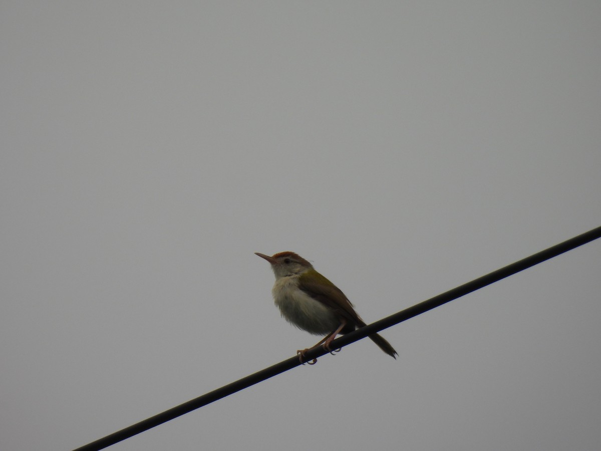 Common Tailorbird - ML642003441