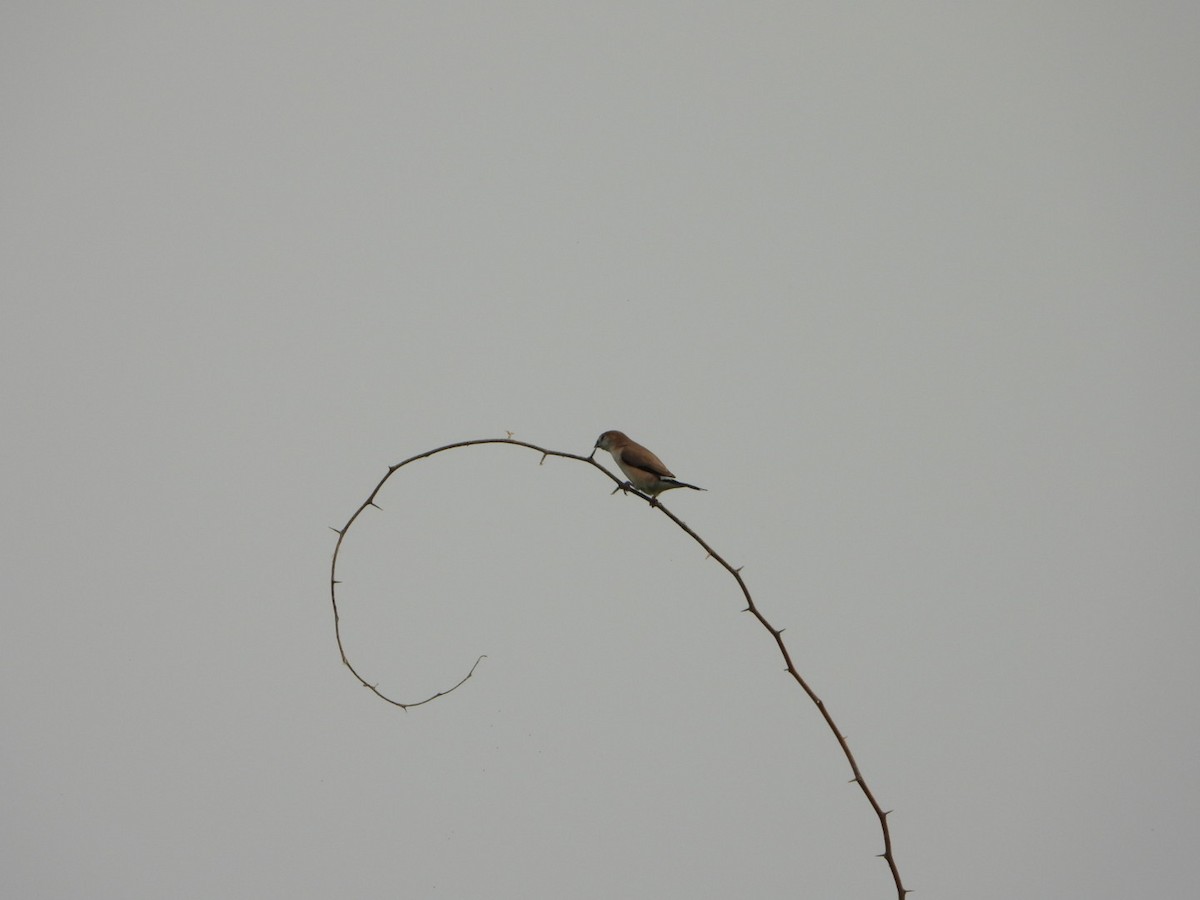 Indian Silverbill - ML642003442