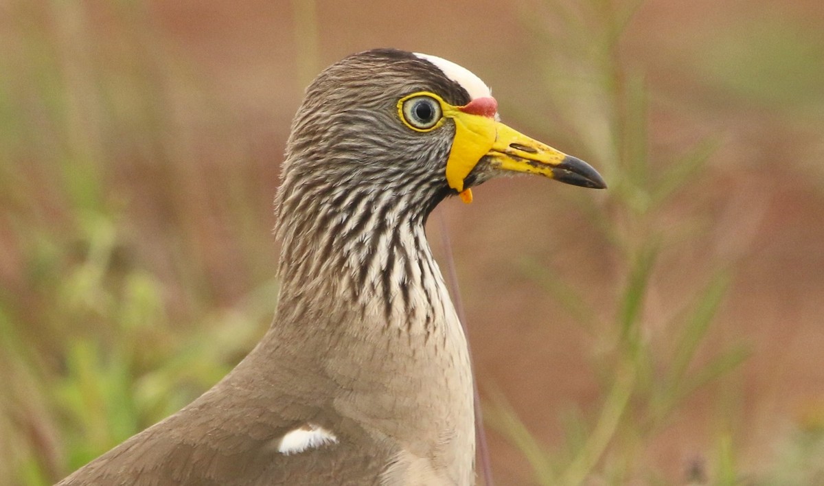 Vanneau du Sénégal - ML642003443
