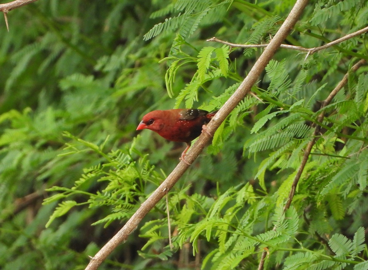 Red Avadavat - ML642003444