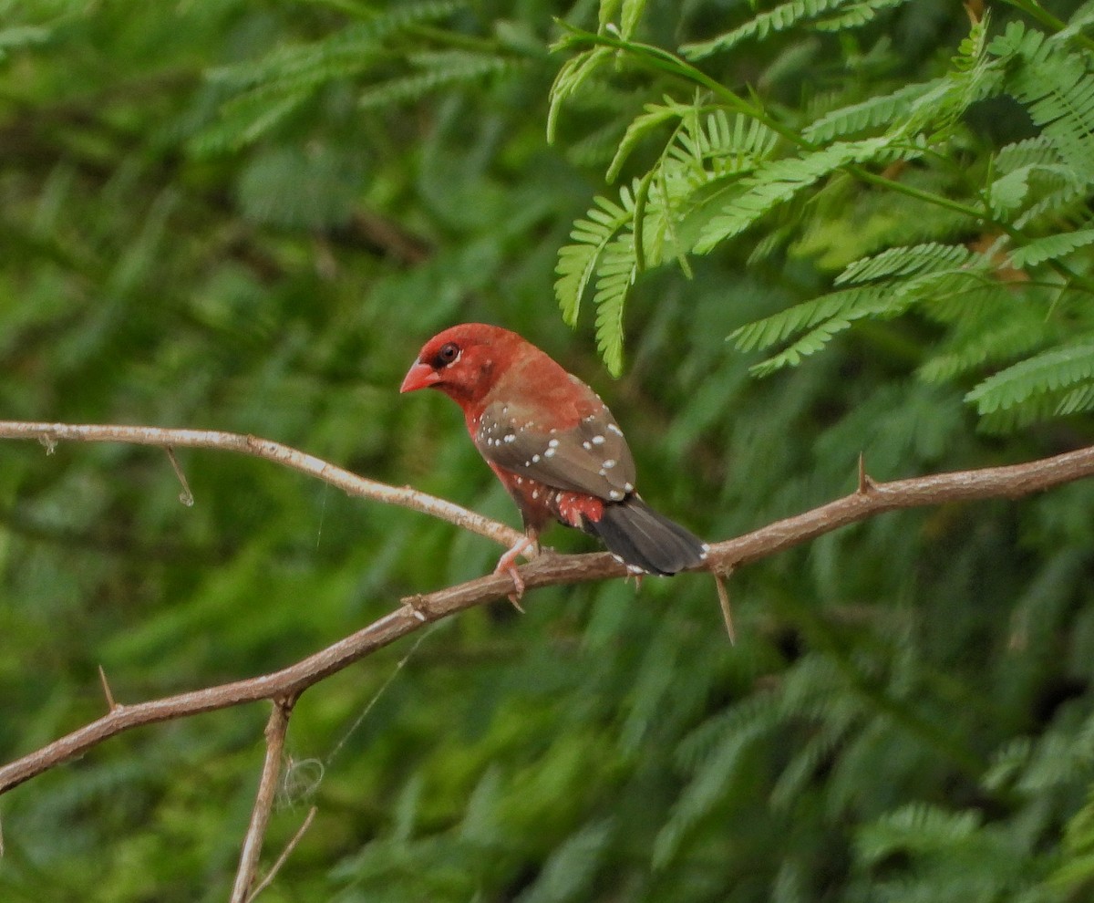 Red Avadavat - ML642003445