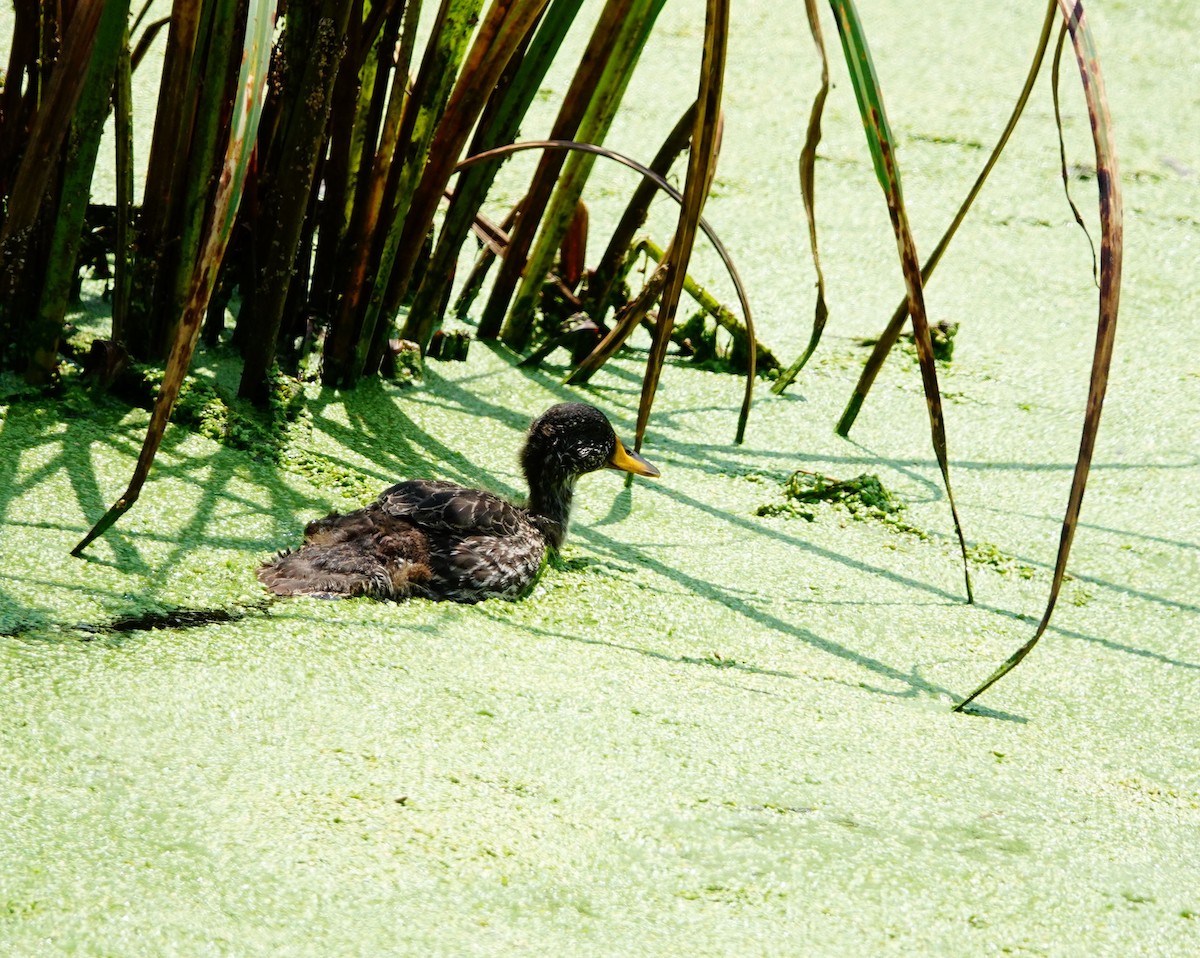 Canard à bec jaune - ML642003446