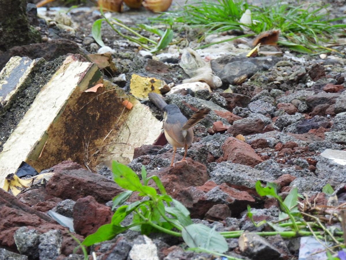 Ashy Prinia - ML642003450