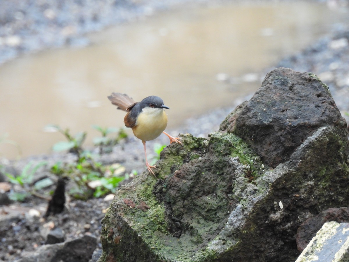 Ashy Prinia - ML642003452