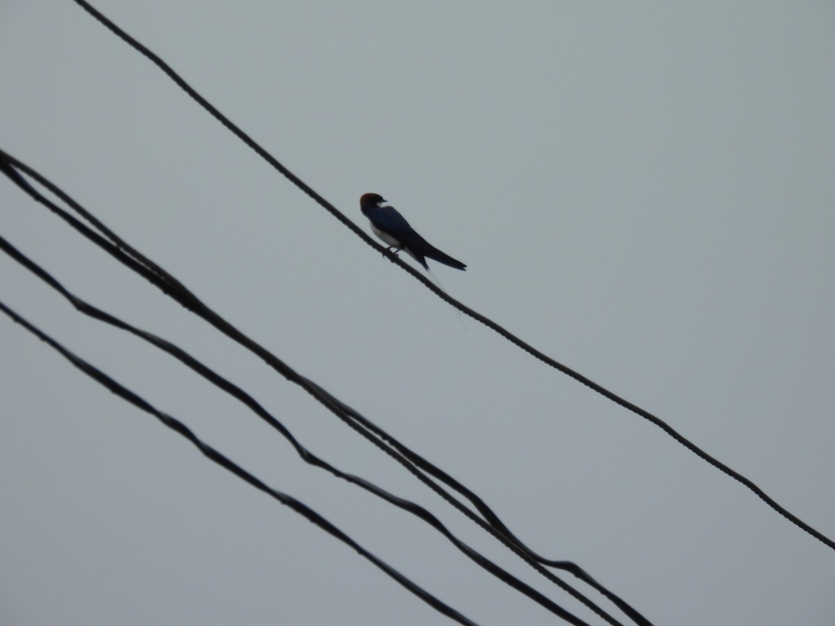 Wire-tailed Swallow - ML642003458