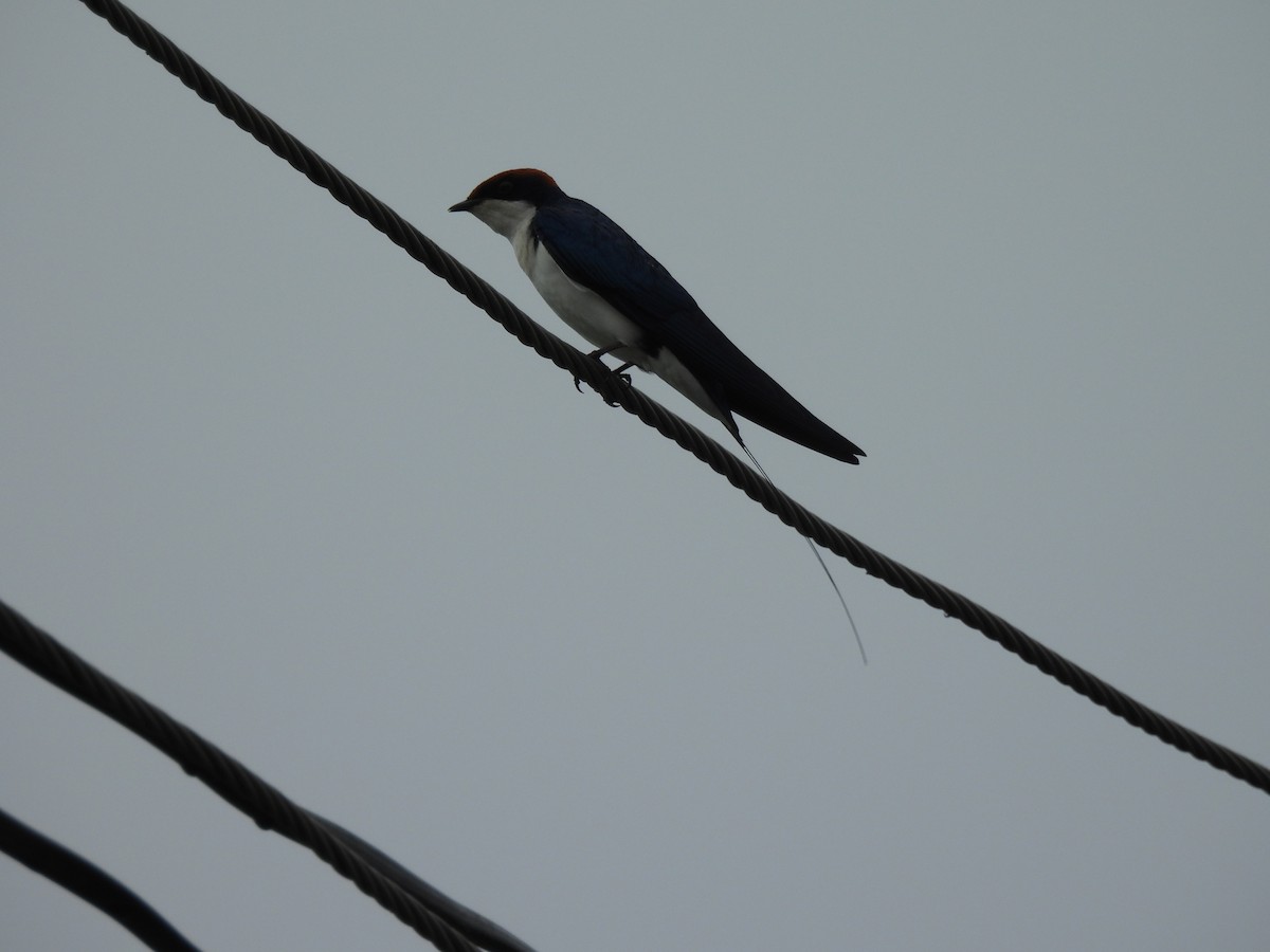 Wire-tailed Swallow - ML642003460