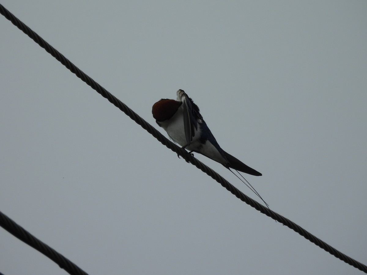 Wire-tailed Swallow - ML642003461