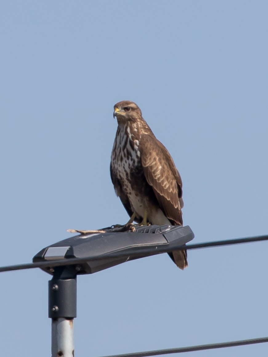 Buse variable - ML642003467
