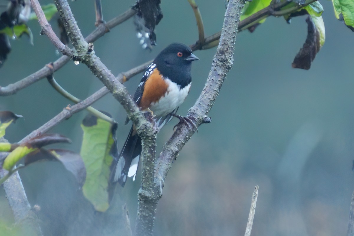 Spotted Towhee (oregonus Group) - ML642003476