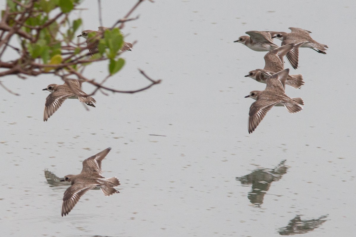 Siberian Sand-Plover - ML642003509