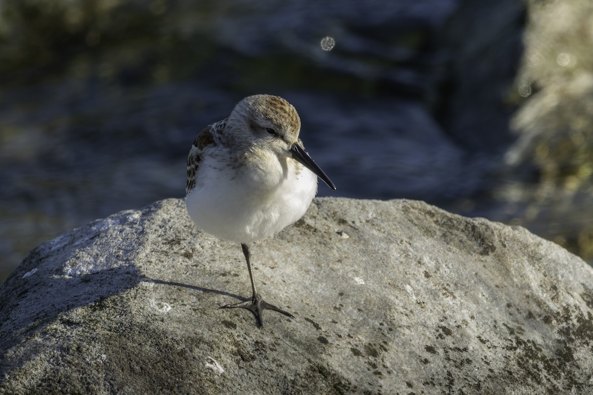 Bergstrandläufer - ML642003520