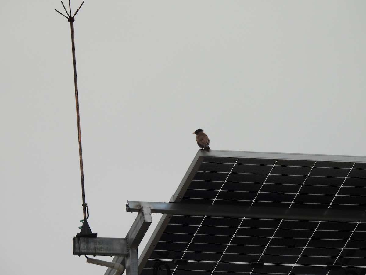 Brahminy Starling - ML642003521
