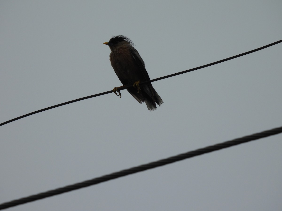 Brahminy Starling - ML642003523