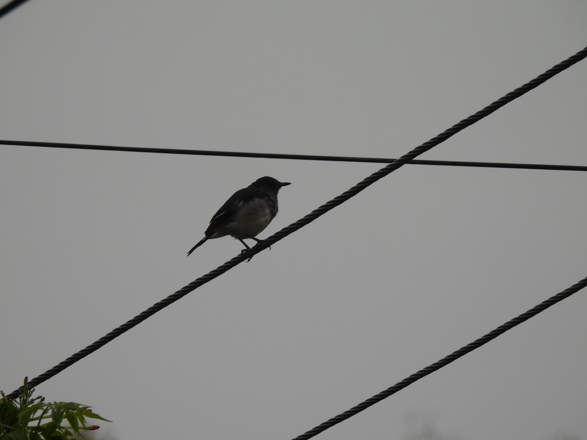 Oriental Magpie-Robin - ML642003526