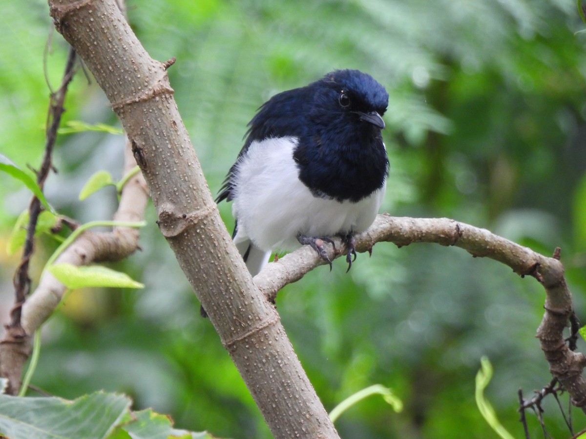 Oriental Magpie-Robin - ML642003529
